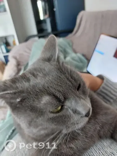 Chat chartreux perdu à Ramonville - photo