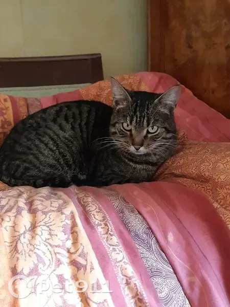 Chat tigré castré trouvé à Saunay - photo