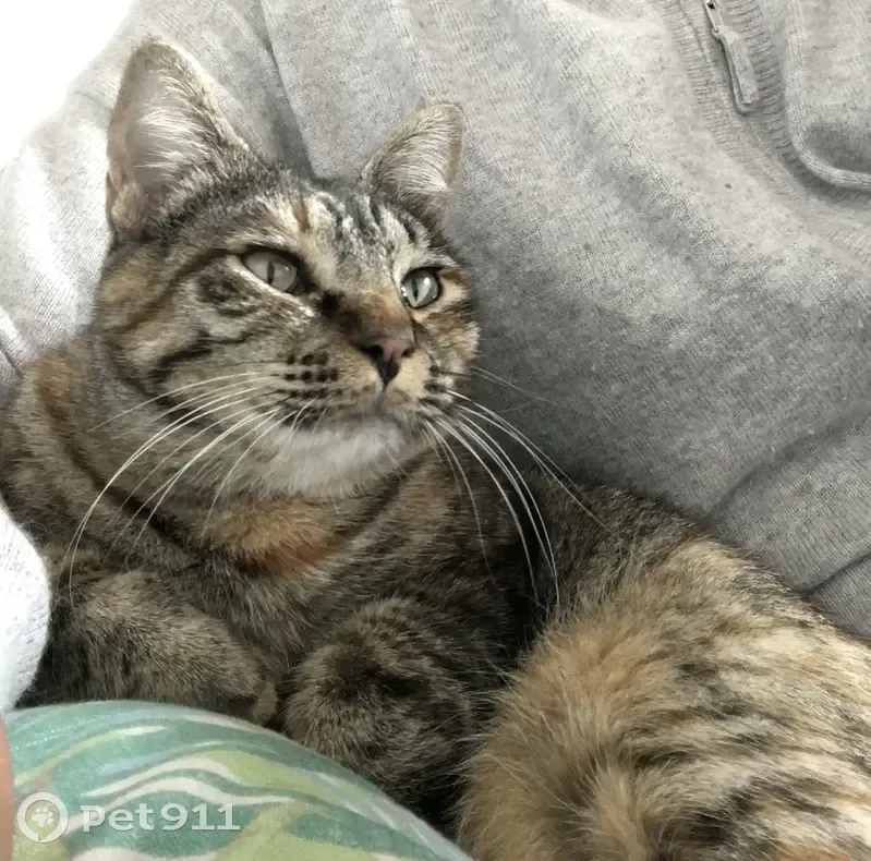 Chatte écaille perdue à Lastours - photo