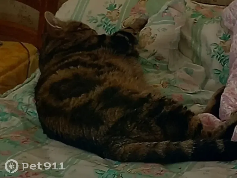 Chat DOUDOU perdu à Vitrolles - photo