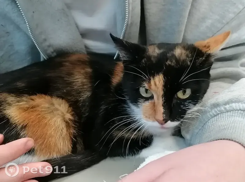 Chat trouvé: Minette sociable - photo