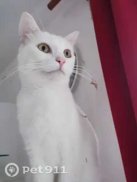 Sushi, chat sourd disparu - photo