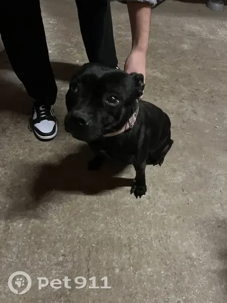 Staffie noir perdu, collier rose - photo