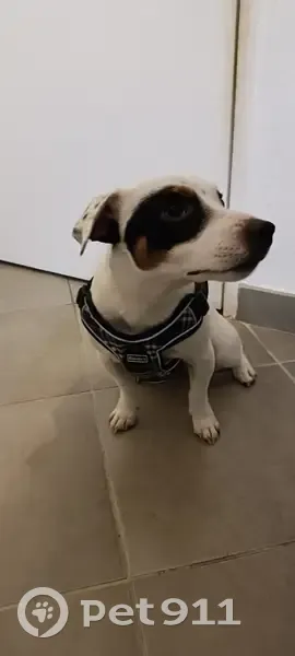 Chien perdu à Pégomas retrouvé - photo
