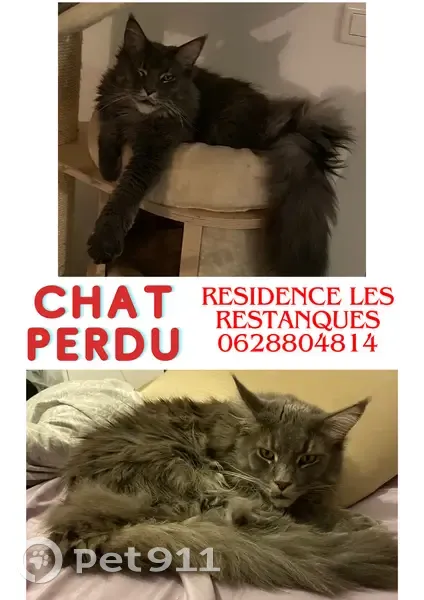 Chat Maine Coon gris perdu à Nice - photo