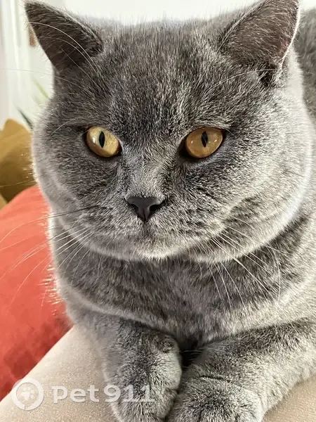 Chat British gris perdu à La Teste - photo