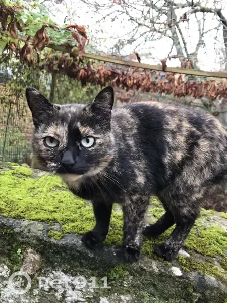 Chatte Athéna perdue près de Brassac - photo