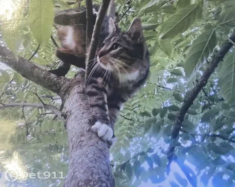 Chatte Tigrée Perdue - Veyziat - photo