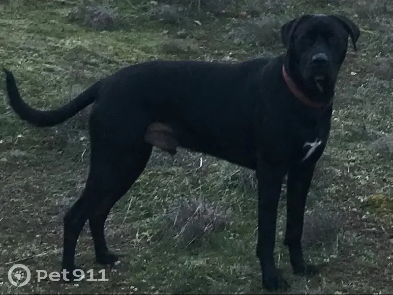 Chien noir perdu à Baixas - photo