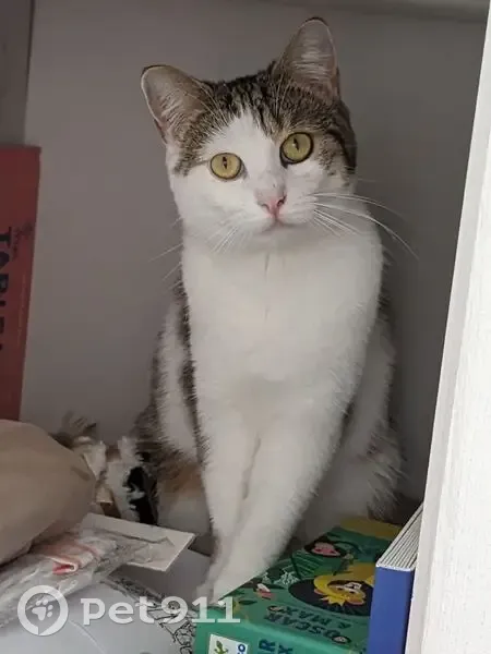 Chat Dia perdu à Denain - photo
