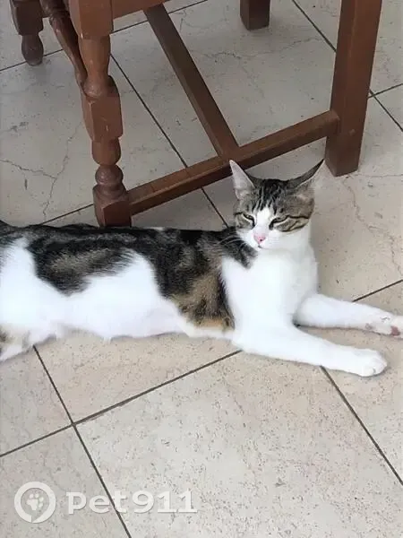 Chatte blanche tigrée perdue - photo
