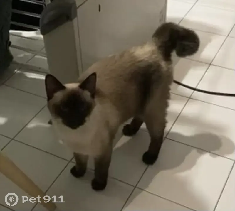 Chat siamois perdu, queue cassée - photo