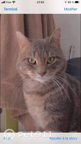 Chat perdu à Sin-le-Noble - photo