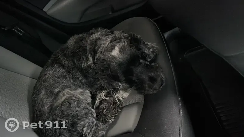 Chiot sauvé à Tourcoing - Proprio? - photo