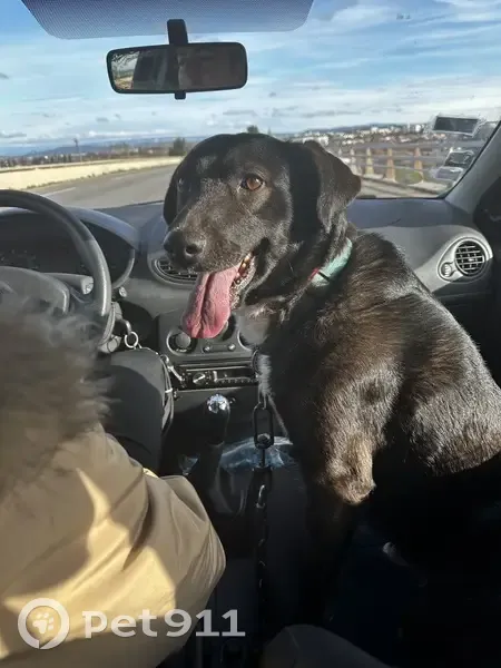 Labrador croisé retrouvé à Istres - photo