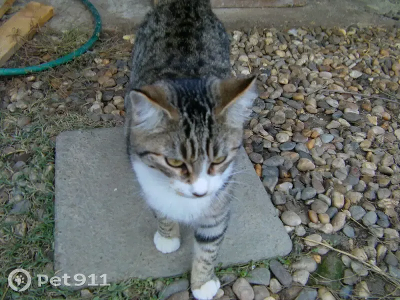 Chat perdu: 9 ans, 3.5kg, Marmande - photo