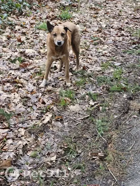 Chien mâle sécurisé à Saint-Denis - photo