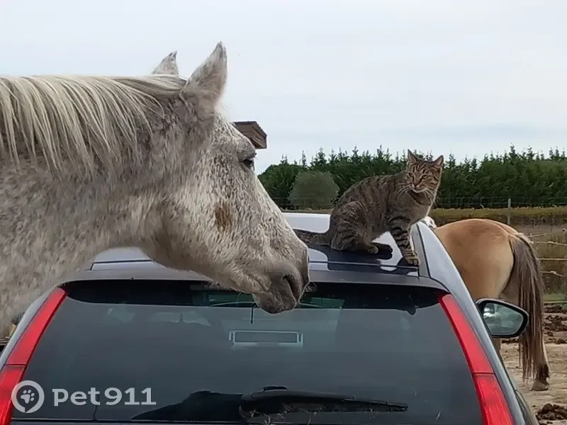 Chatte tigrée disparue à Colombiers - photo