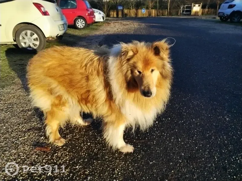 Chien Colley affaibli trouvé - photo