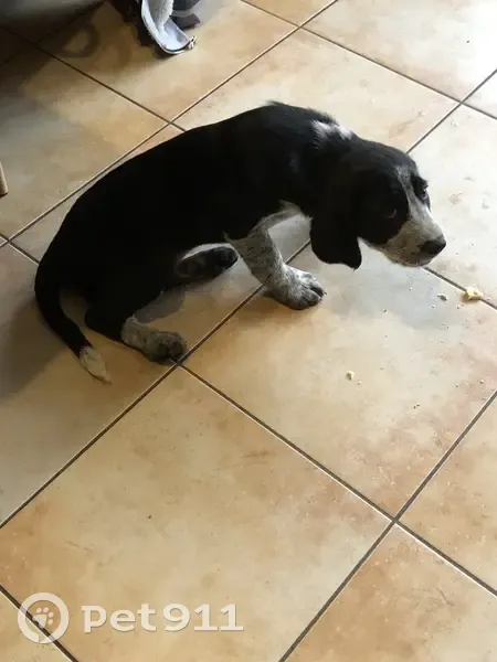 Chien et chiot trouvés, aidez-nous! - photo