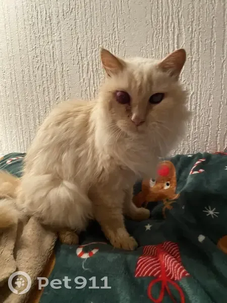 Chat roux âgé et malvoyant trouvé - photo