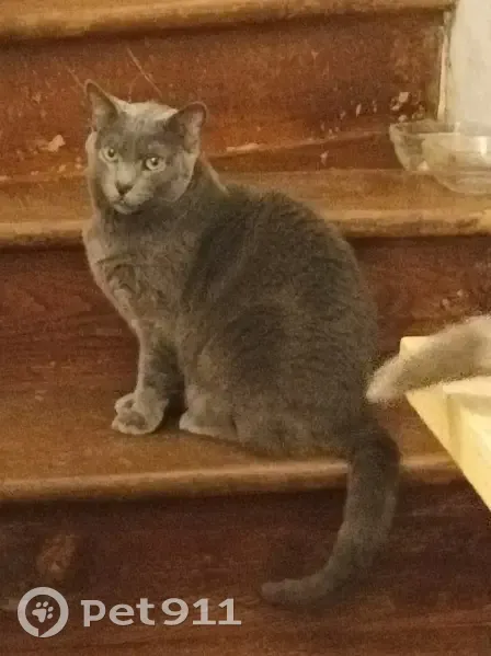 Chatte Kitty disparue à Joigny - photo