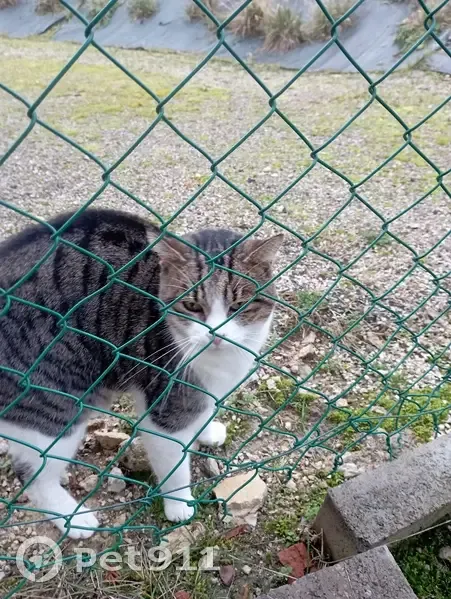 Chatte sociable trouvée au Montsaugeonnais - photo