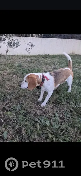 Beagle Perdu: Œil Bicolore & GPS - photo