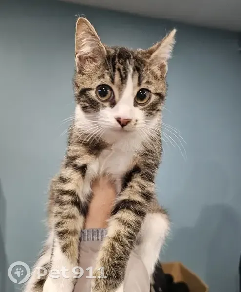 Chaton sociable trouvé à Vitrac - photo