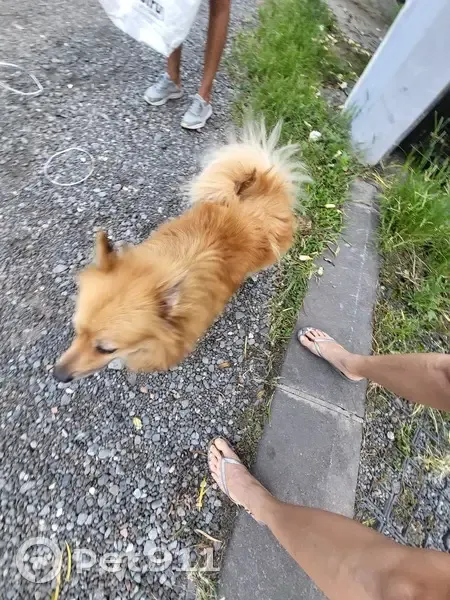 Chien Spitz nain fauve trouvé - photo