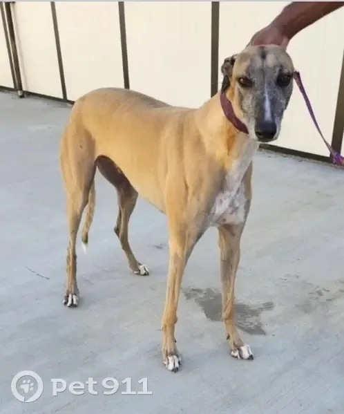 Lost Greyhound in Allentown, FL - Help Find! - photo