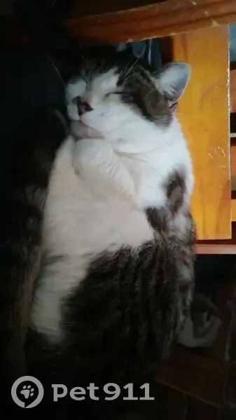 Chat tigré perdu à Escautpont - photo