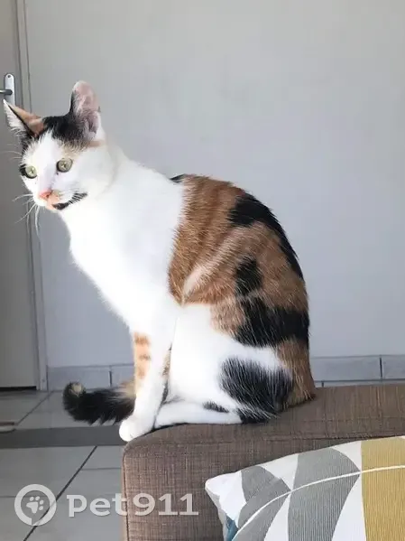 Chat égaré à Nantes, Vesprées 33 - photo