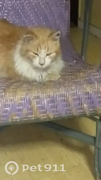 Maine Coon roux trouvé à Montiers - photo