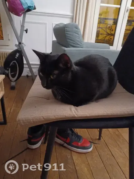 Chatte noire sociable trouvée - photo