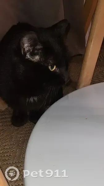 Chat noir sociable trouvé à Lunéville - photo