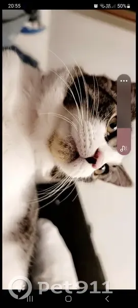 Chat perdu depuis 5 jours - photo