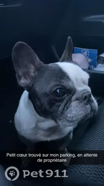 Chien Bouledogue Perdu à Carvin - photo