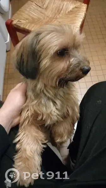 Chien roux/gris trouvé à Annequin - photo