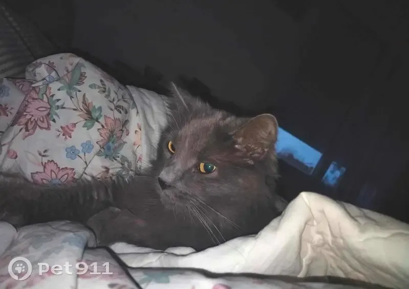 Chat gris perdu à Léchiagat - photo