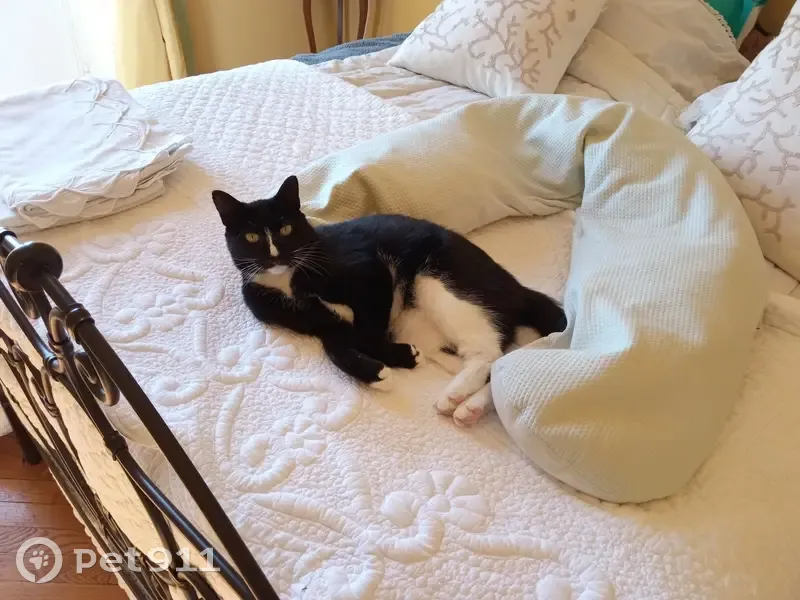 Chatte noire et blanche perdue - photo