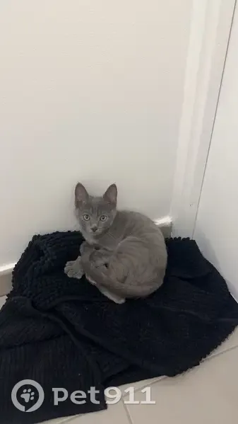 Chaton gris 
