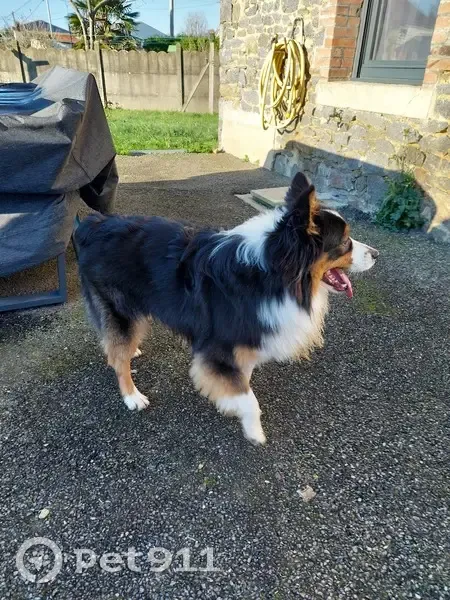Chien berger trouvé près nationale - photo