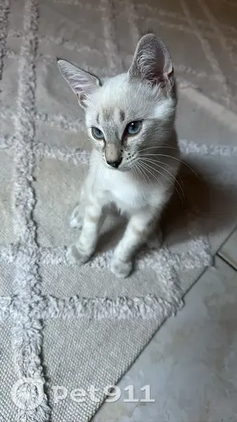 Moize, chat câlin perdu à Lunel - photo