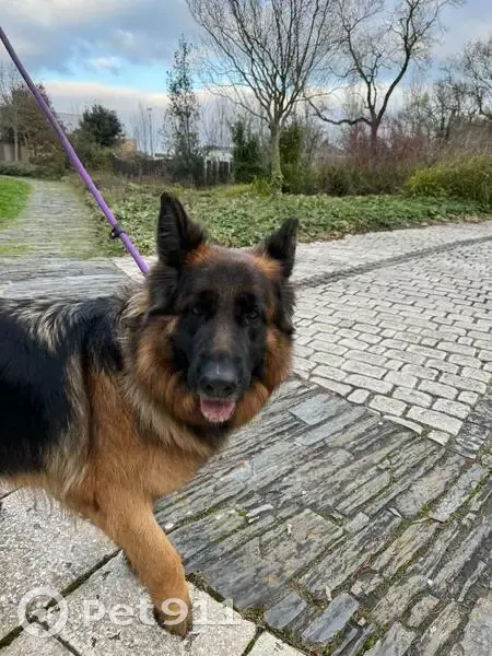 Chien berger perdu à Mûrs-Erigné - photo
