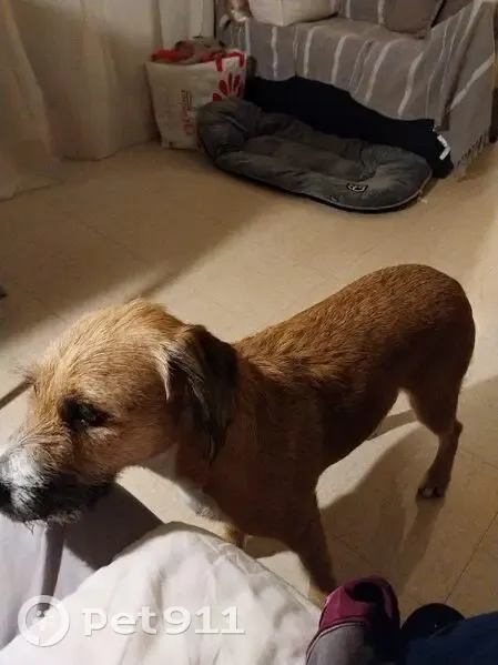Chien Griffon Perdu à Nice - photo