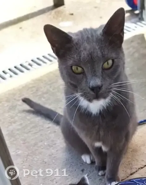 Chat gris-blanc perdu - La Romaine - photo