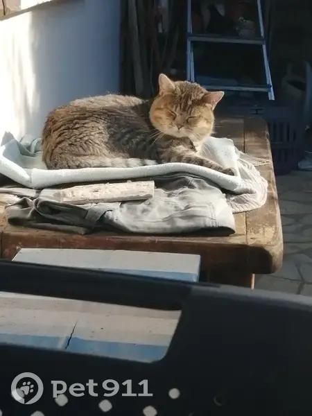 Chat tigré gris trouvé à Mimizan - photo