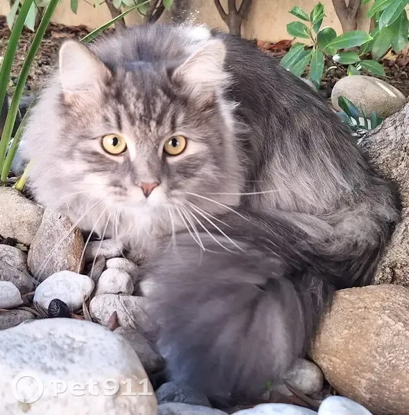 Chat gris perdu à Carros - photo