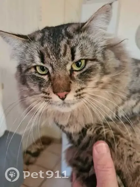 Chat tigré poilu trouvé à Ancenis - photo